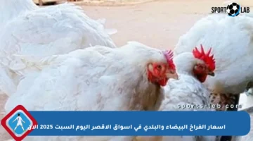 أسعار الفراخ البيضاء والبلدي في أسواق الأقصر اليوم السبت 2025 الآن